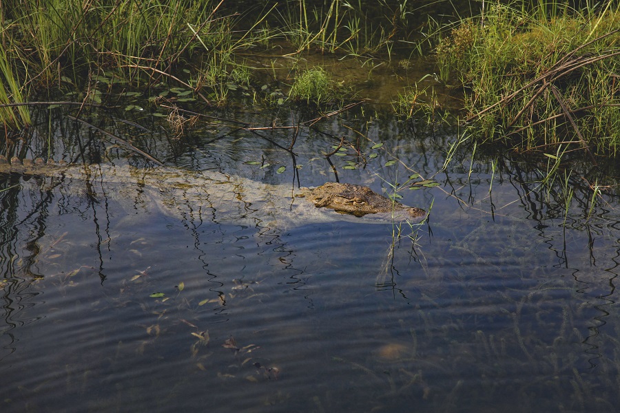 Visit Crocodile Breeding Center