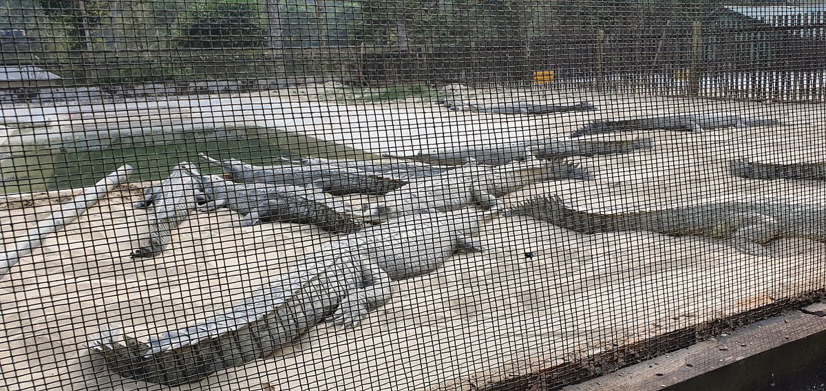 Visit Crocodile Breeding Center